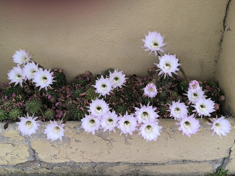 Echinopsis oxygona