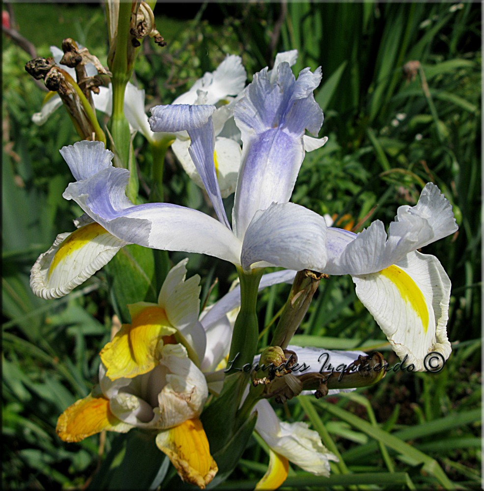 244. Iris.jpg