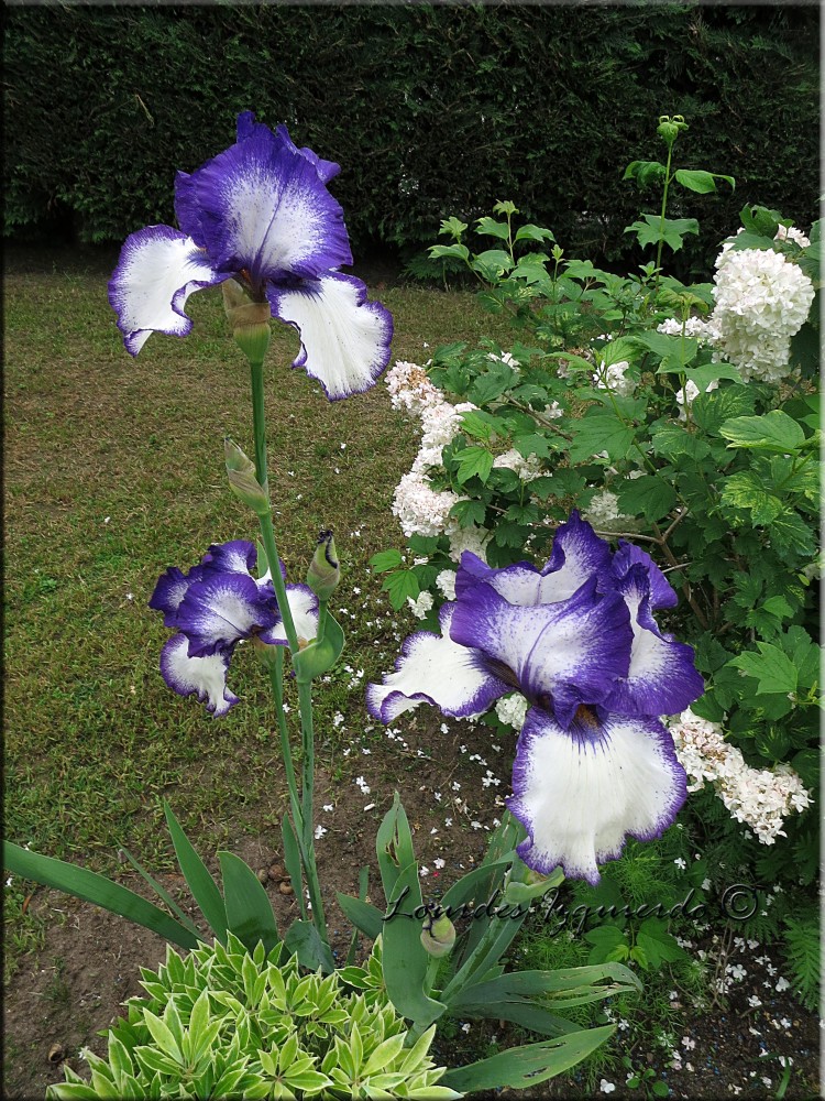 207. Iris jardin.jpg