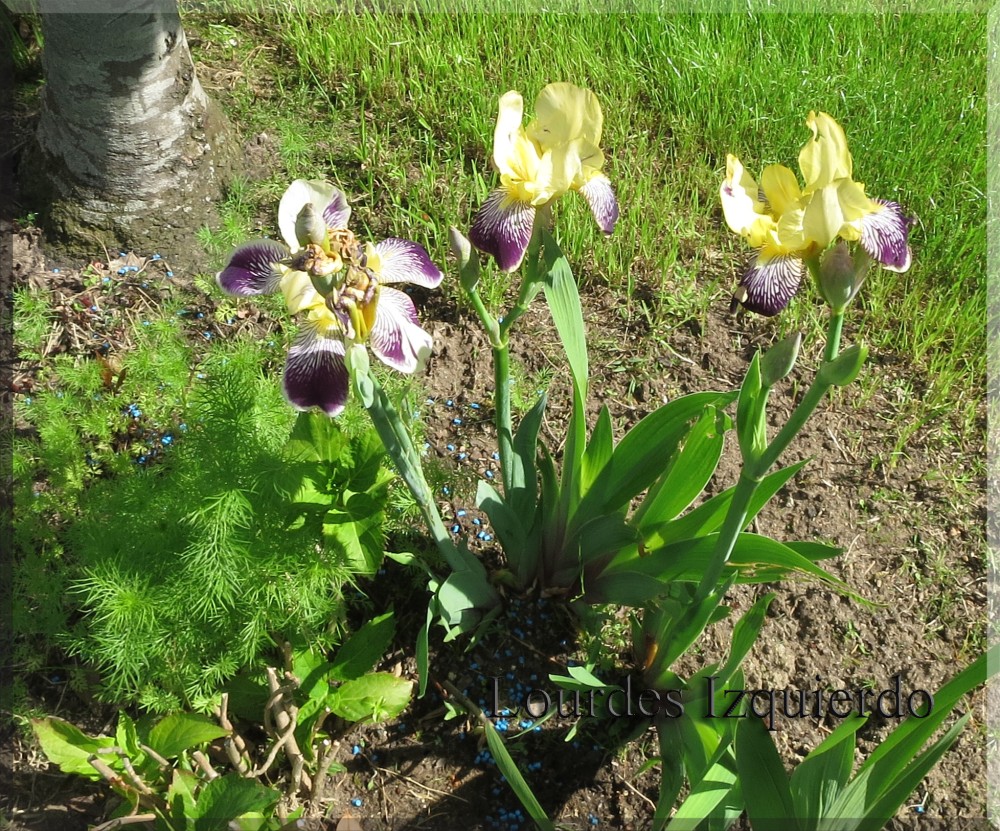 194. Iris Gracchus.jpg
