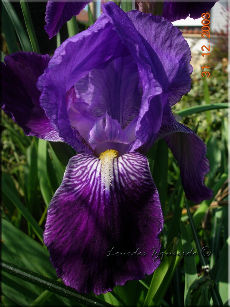 382. Iris.jpg