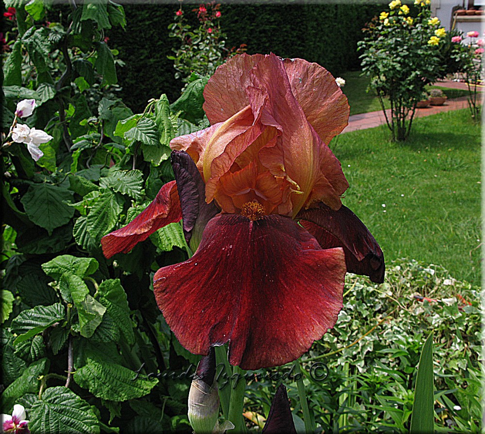 359.Iris.jpg