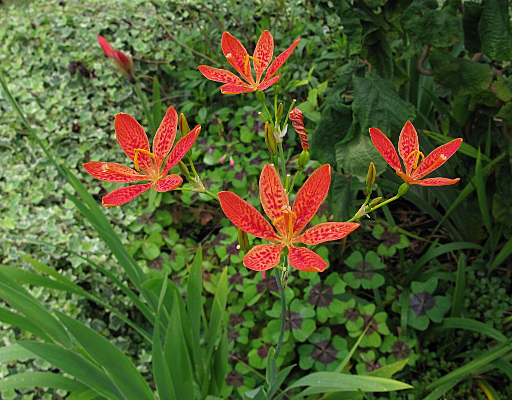 256. Iris domestica.jpg