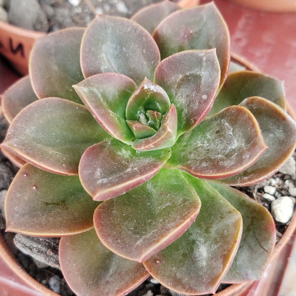 E. Melaco