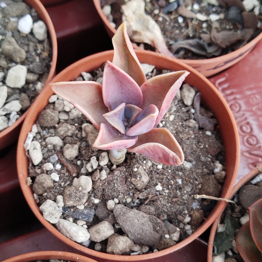 E. Metallica