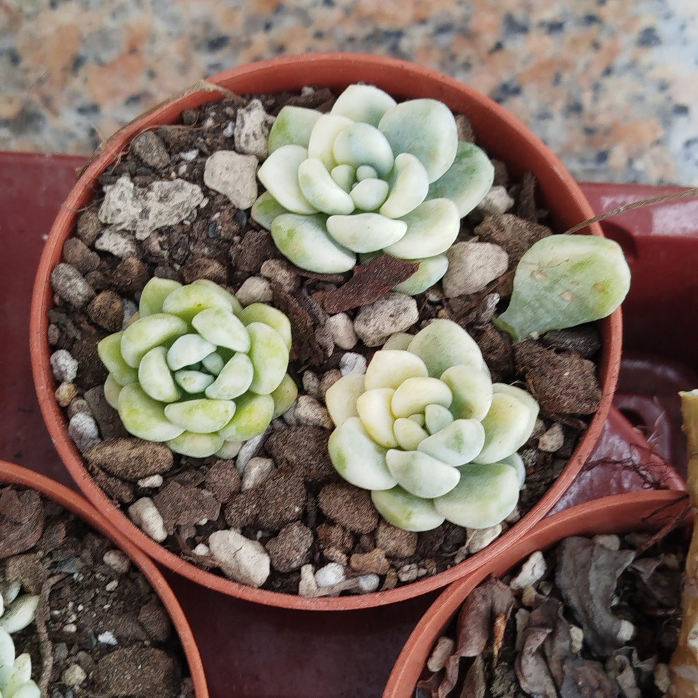 S. Clavatum variegado