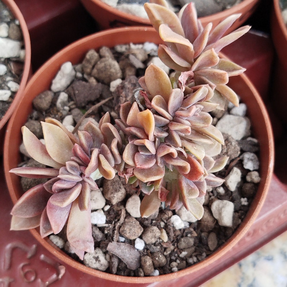 E. Metallica crestada