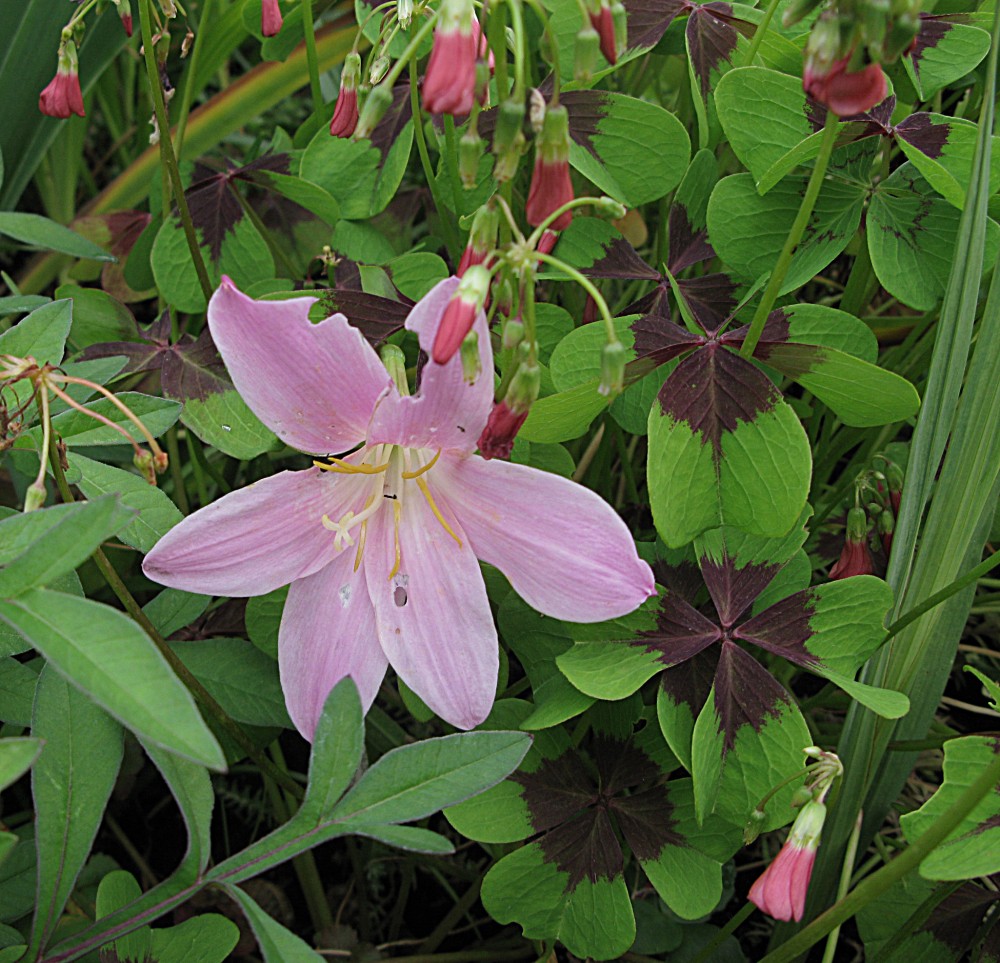 257.Zephyranthes.jpg