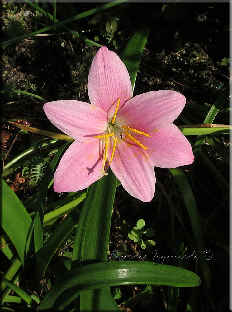 zephyranthes-carinata_28222453785_o.jpg