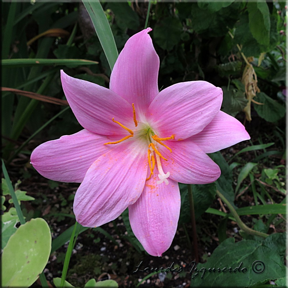516. Zephyranthes grandiflora.jpg