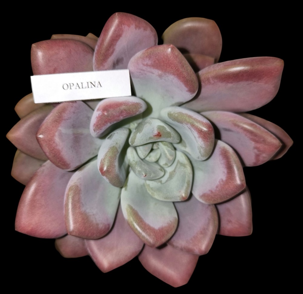 Graptoveria opalina10.jpg