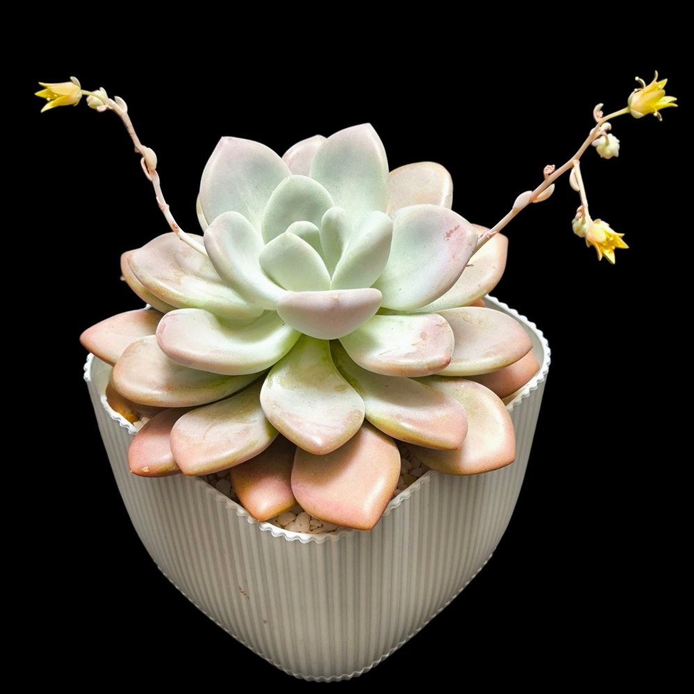 Graptoveria opalina1.jpg