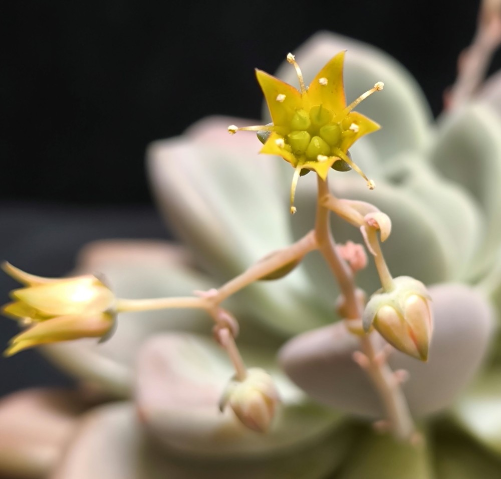 Graptoveria opalina2.jpg