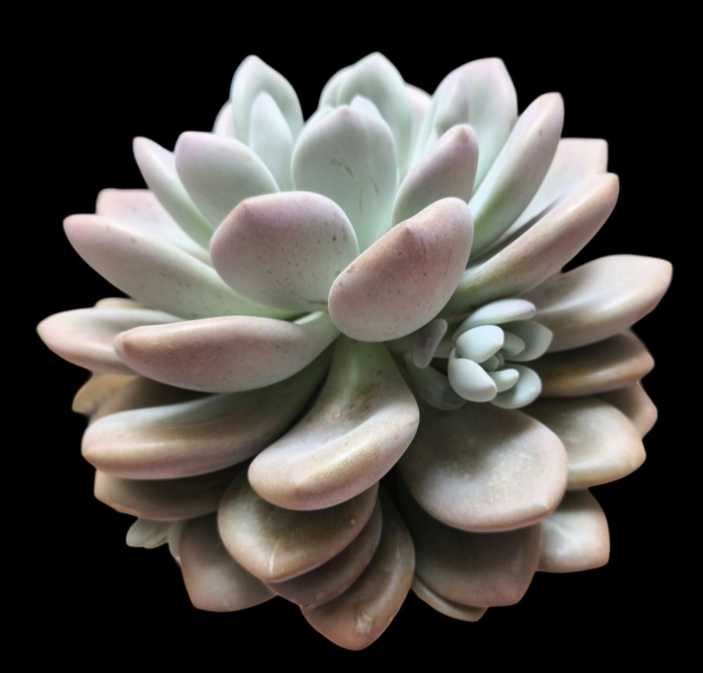 Graptoveria opalina5.jpg