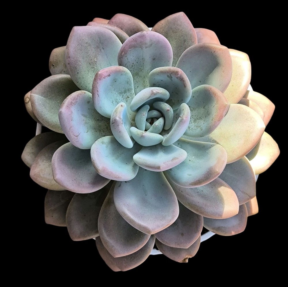 Graptoveria opalina3.jpg
