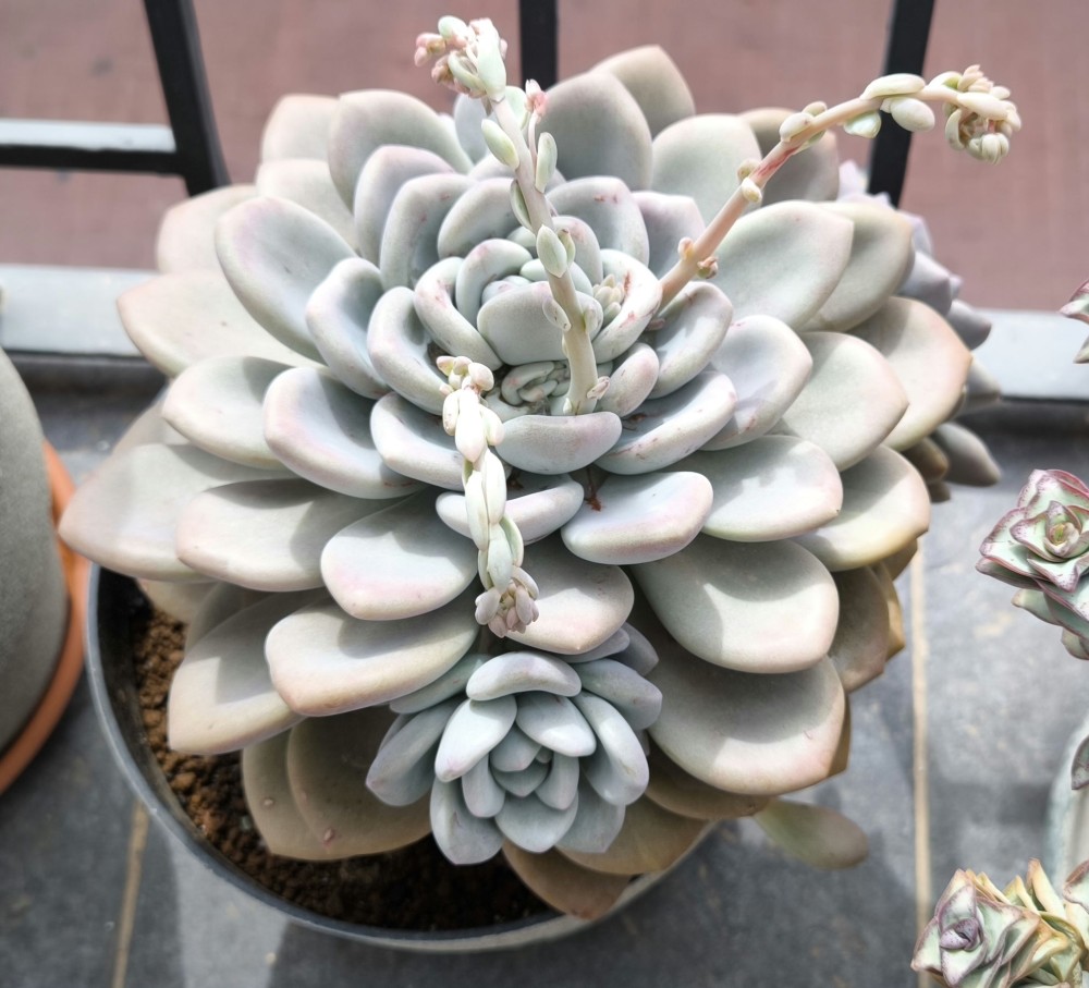 Graptoveria opalina12.jpg