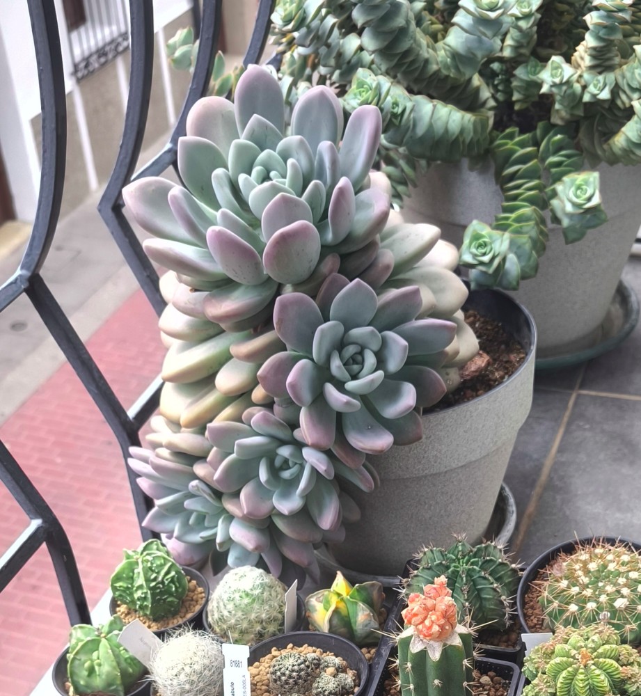 Graptoveria opalina13.jpg