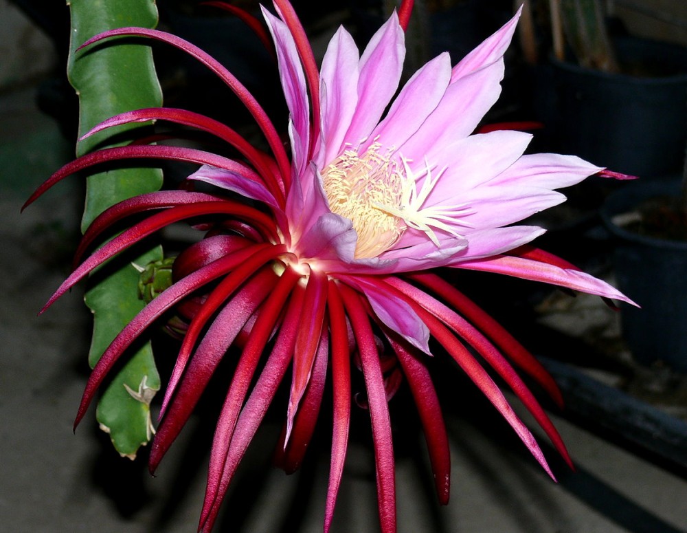 Flores