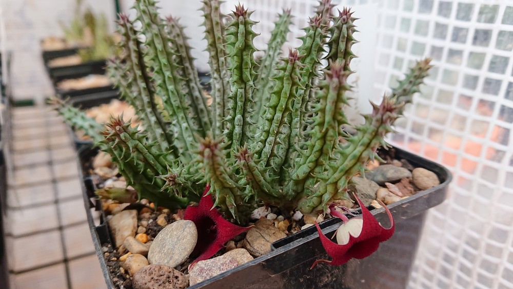 Huernia schneideriana 20220901.JPG