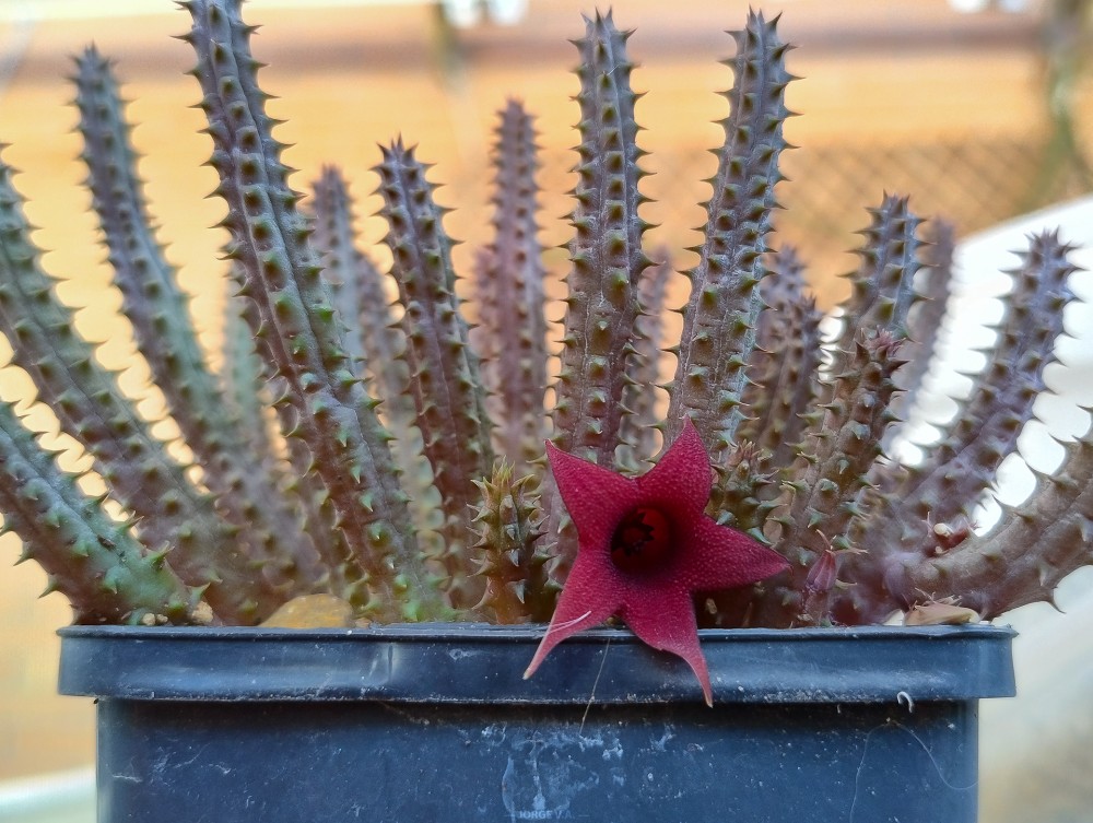 Huernia schneideriana 20250613.jpg