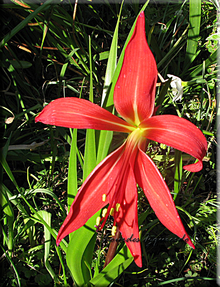 343. Sprekelia formosissima lis.jpg