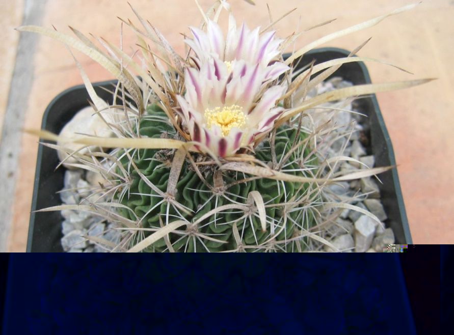 Stenocactus  9-3-2009-04.JPG