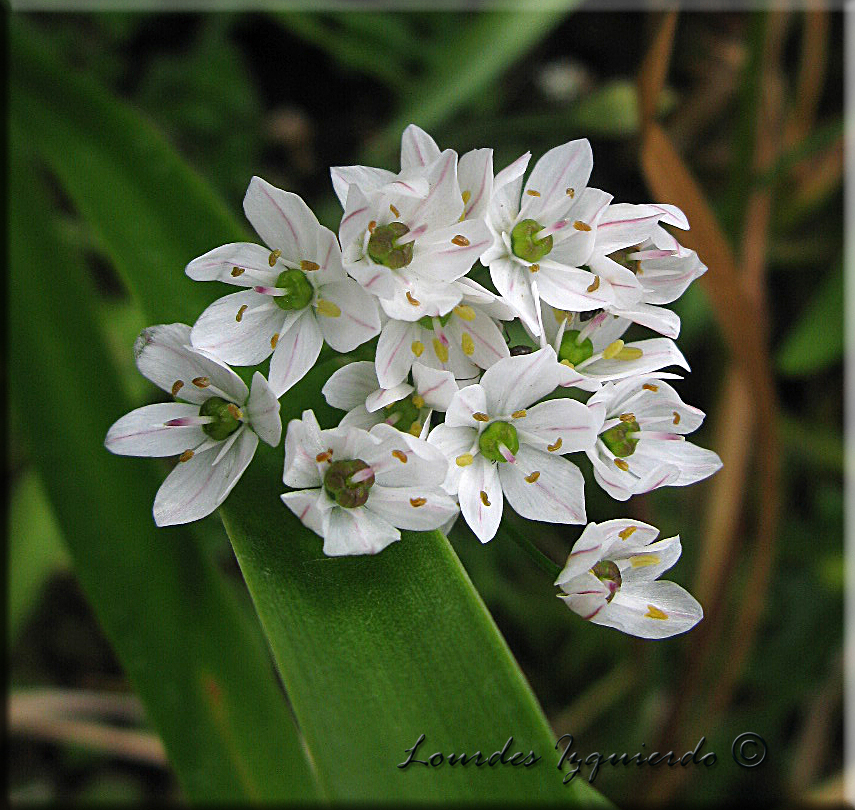 388. Allium gracile.jpg