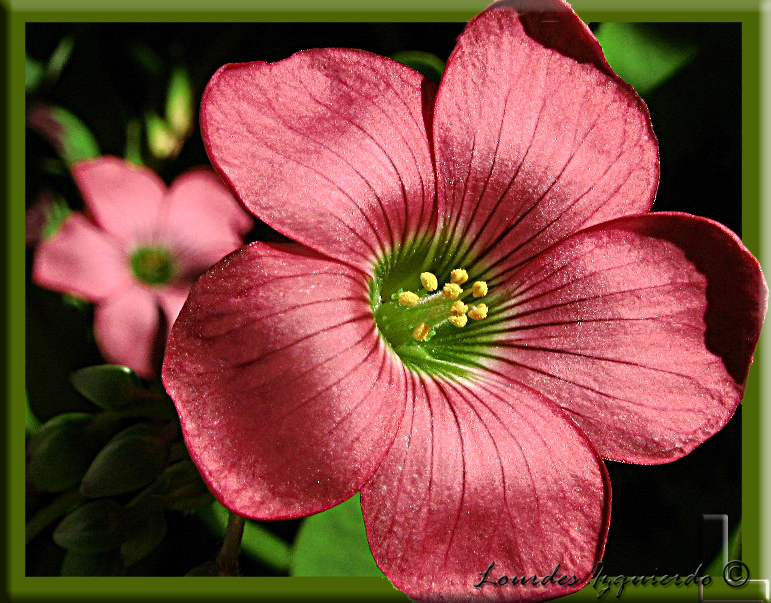 630. oxalis.jpg