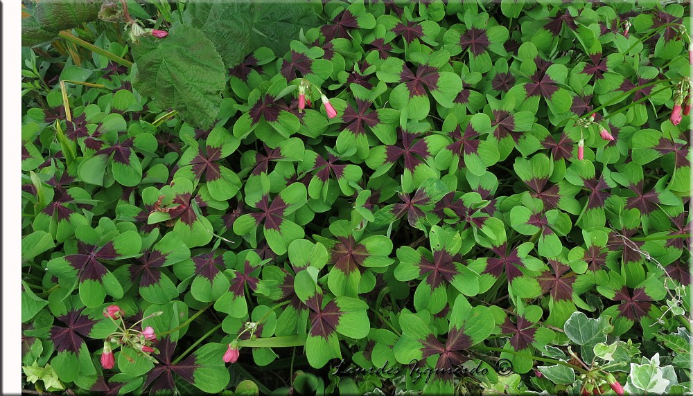 209. Oxalis.jpg