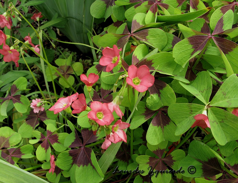 683.oxalis deppei.jpg