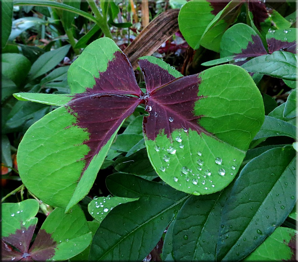 395. Oxalis.jpg