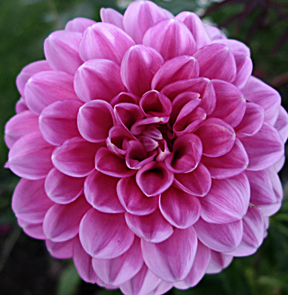 629. Dahlia Peter.jpg