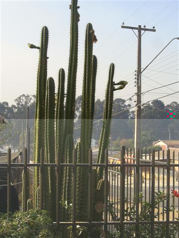muy lindos cactus