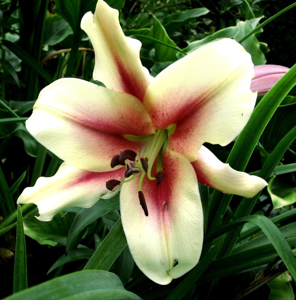 Lilium Kushi Maya (2).jpg