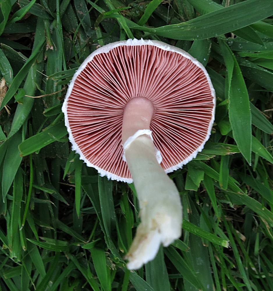 539. setas2.jpg