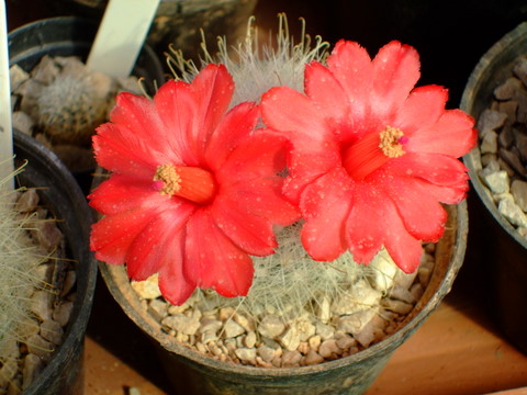 mammillaria senilis