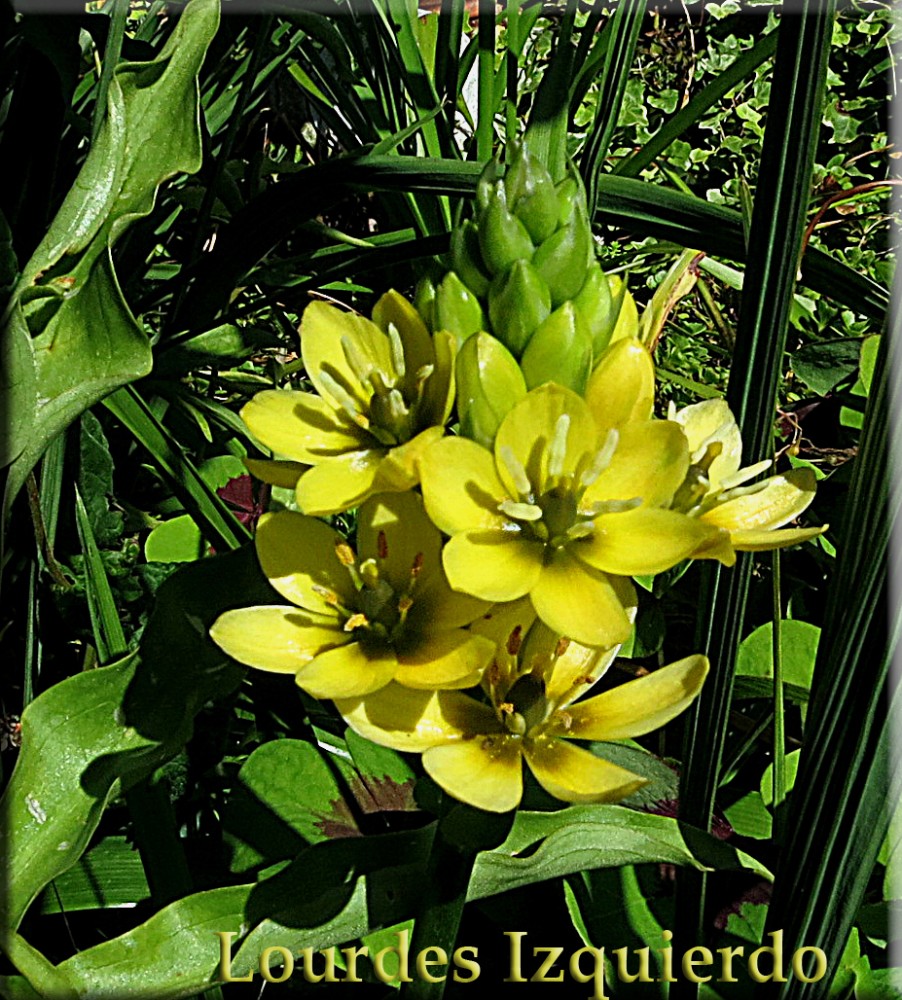 503. Ornithogalum dubium .jpg