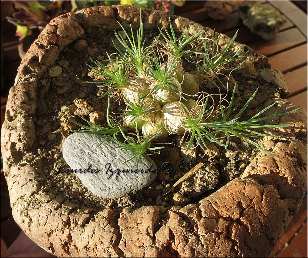 ornithogallum-sardienii_32383416286_o.jpg