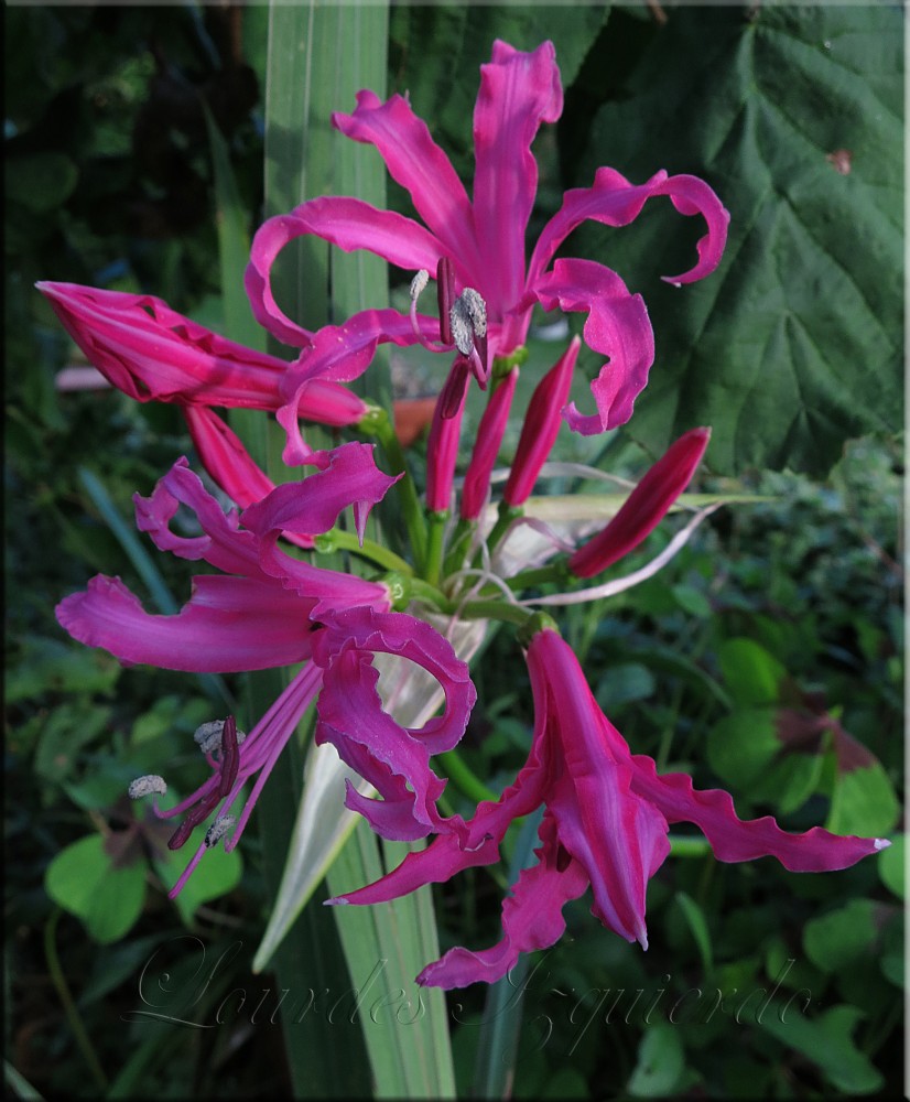 838.Nerine.jpg