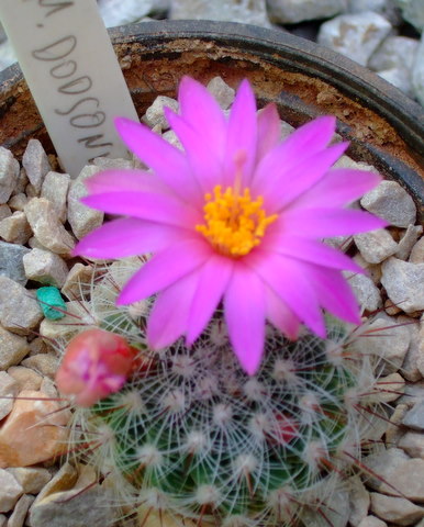 mammillaria dodsonii