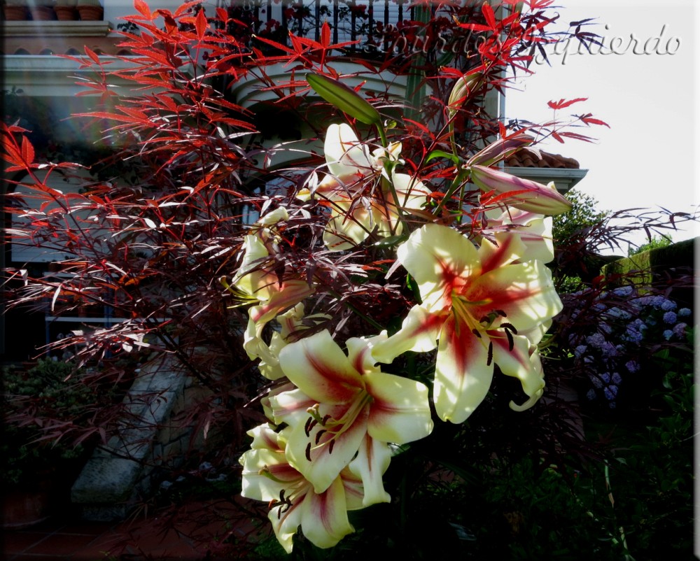 Lilium Kushi Maya (2).jpg