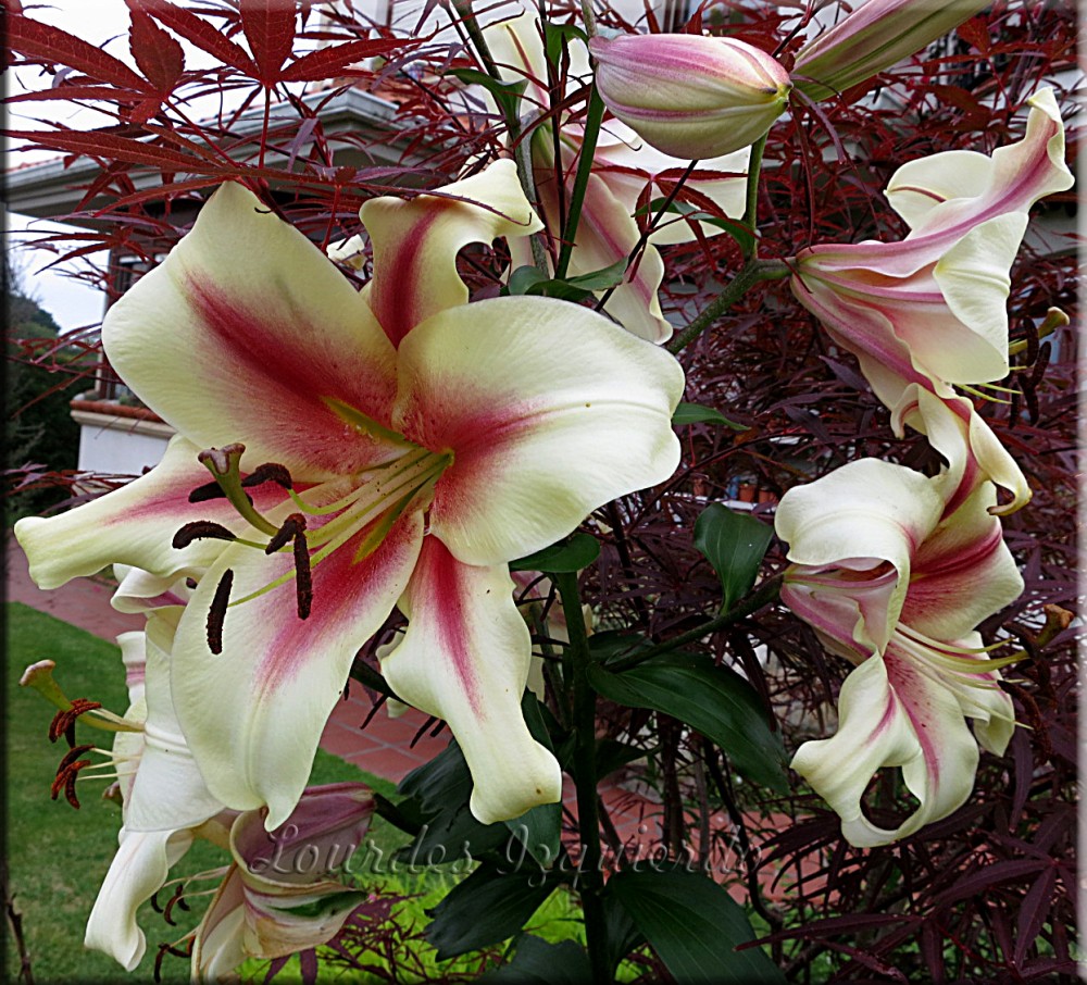 Lilium Kushi Maya.jpg