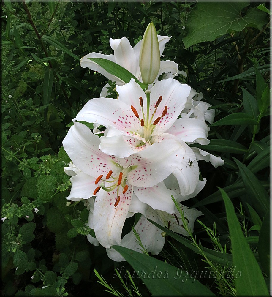 Lilium Muscadet.jpg