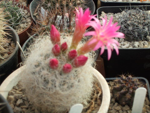 neoporteria gerocephala