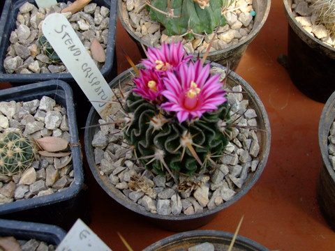 echinofossulocactus