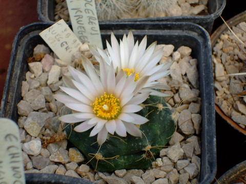 echinocereus krugerii