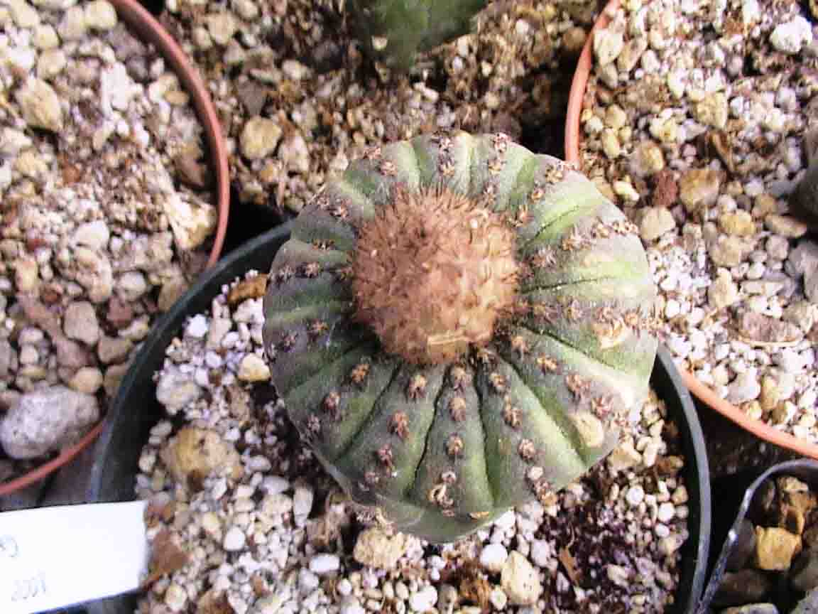 frailea castaneda