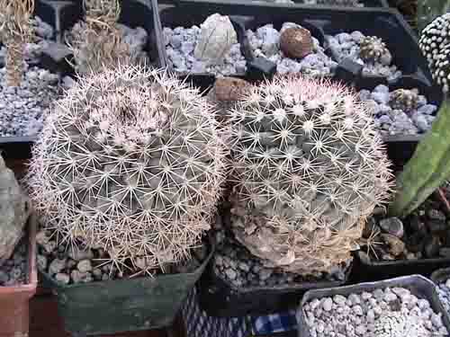 mamillaria coahulensis ssp coahulensis