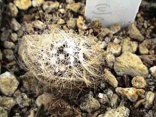 mamillaria scheivariana