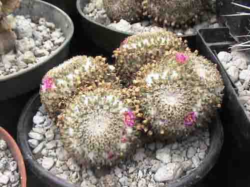 mamillari crucigera